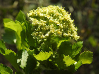 Smyrnium olusatrum