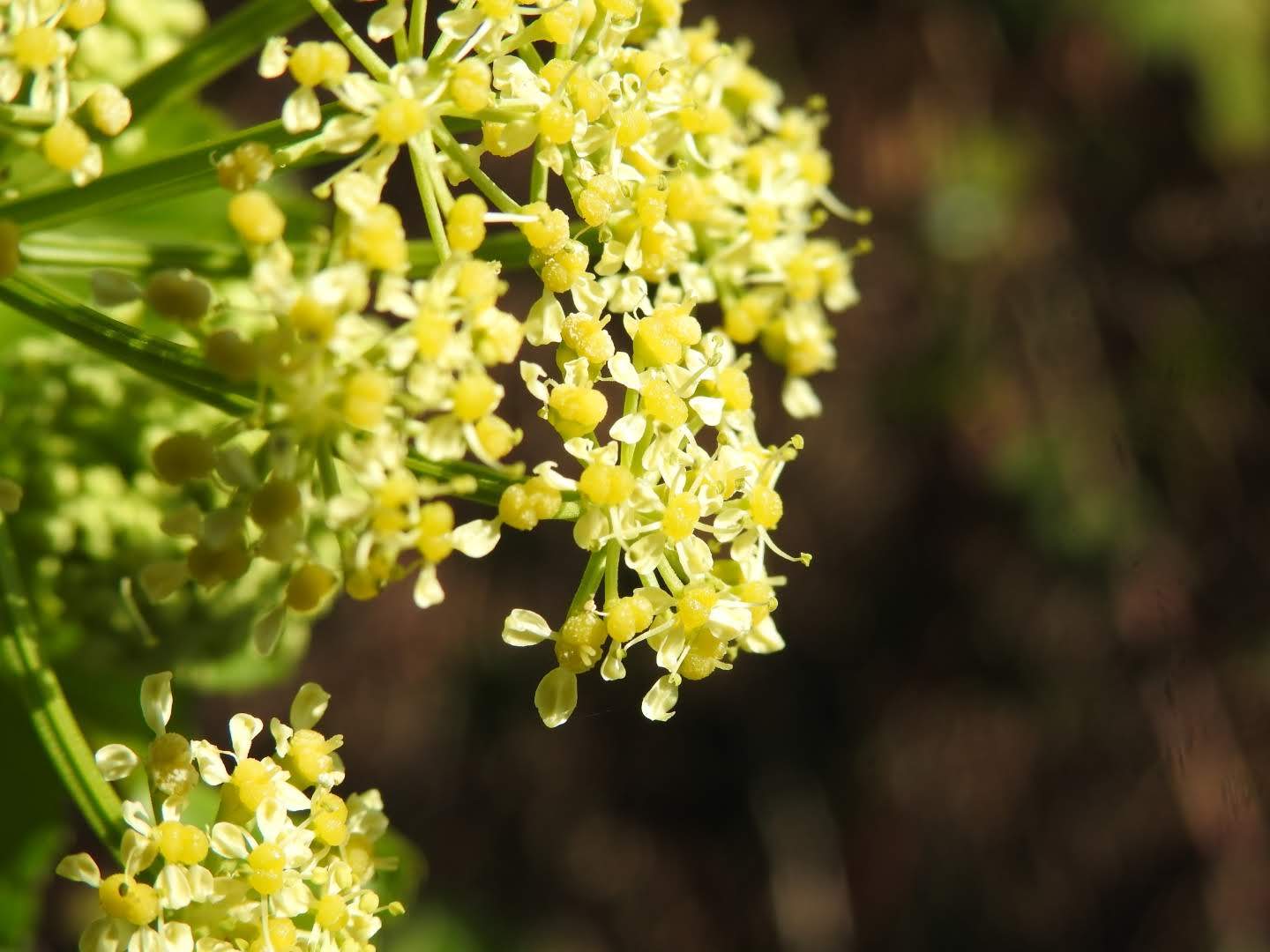 Smyrnium olusatrum