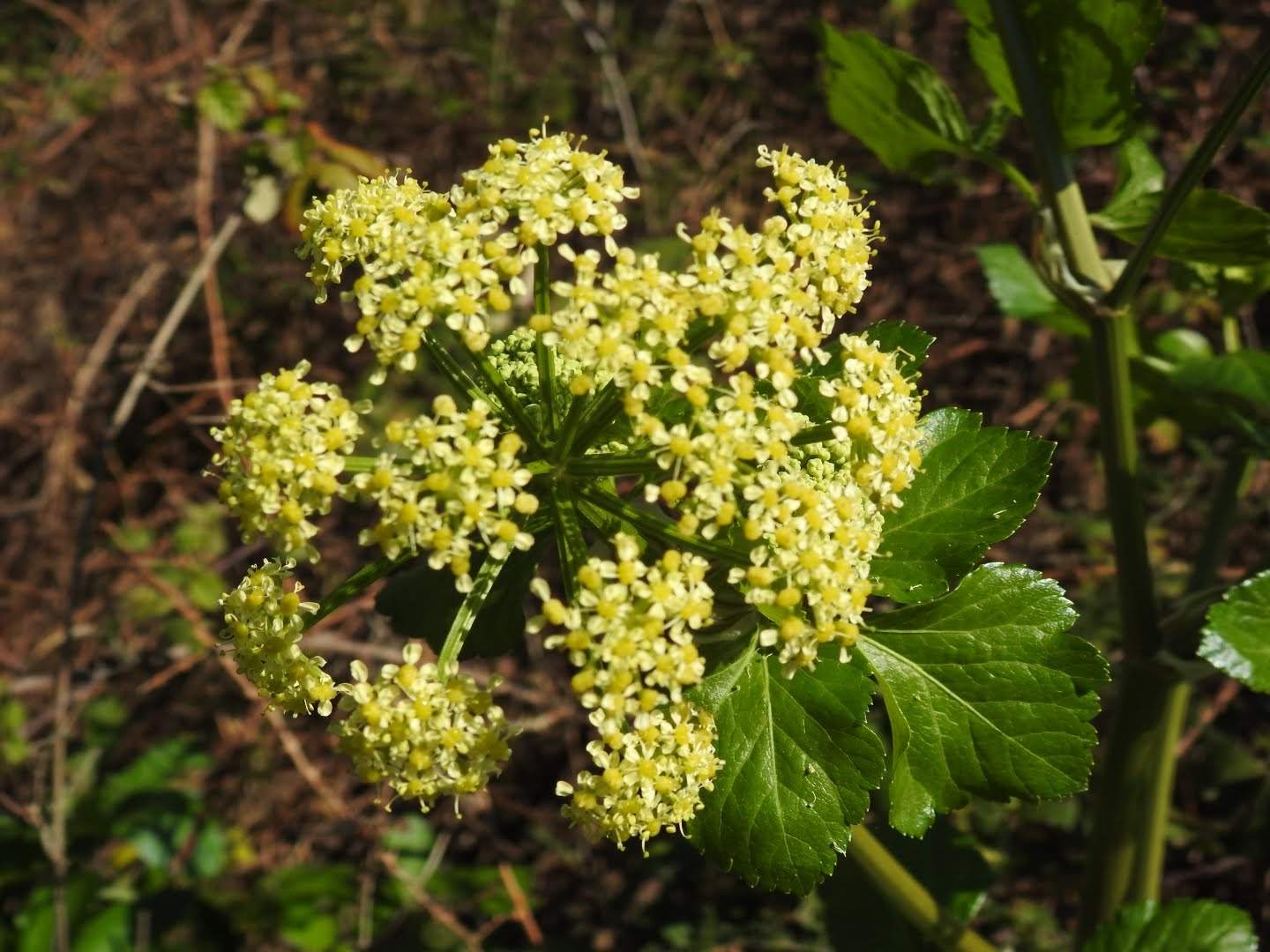 Smyrnium olusatrum