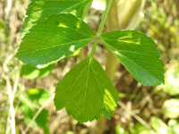 Smyrnium olusatrum
