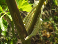 Smyrnium olusatrum
