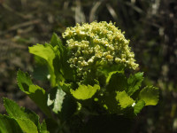 Smyrnium olusatrum
