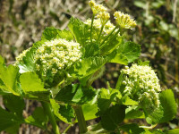 Smyrnium olusatrum
