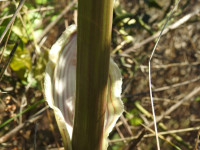 Smyrnium olusatrum