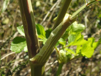 Smyrnium olusatrum