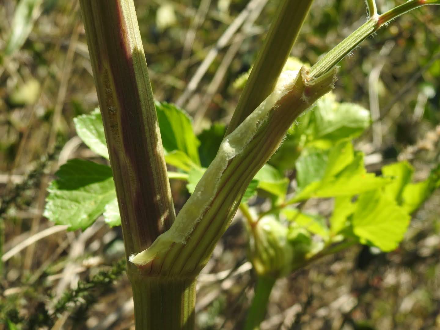 Smyrnium olusatrum