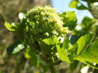 Smyrnium olusatrum