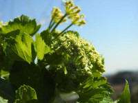 Smyrnium olusatrum
