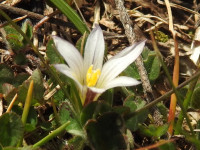 Romulea columnae