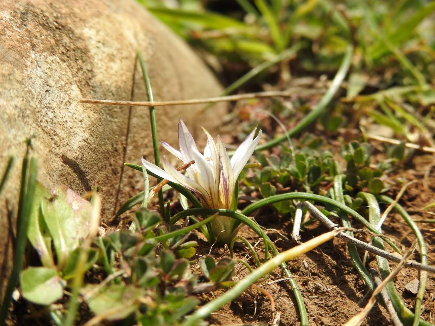 Romulea columnae