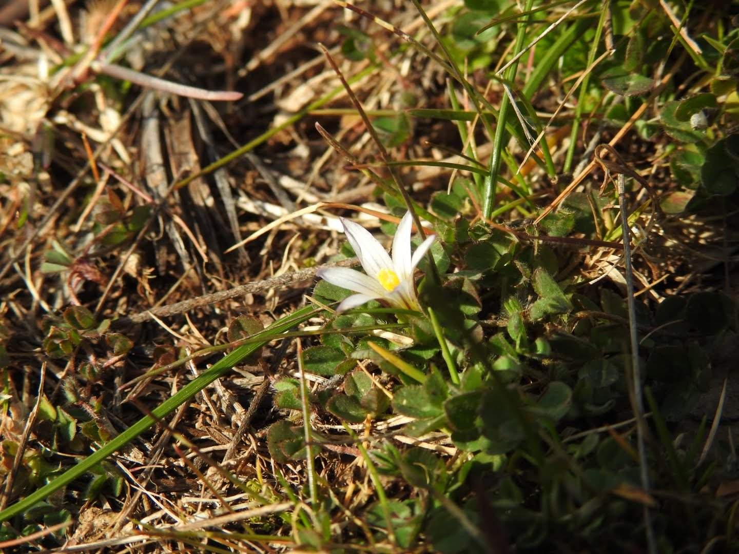Romulea columnae