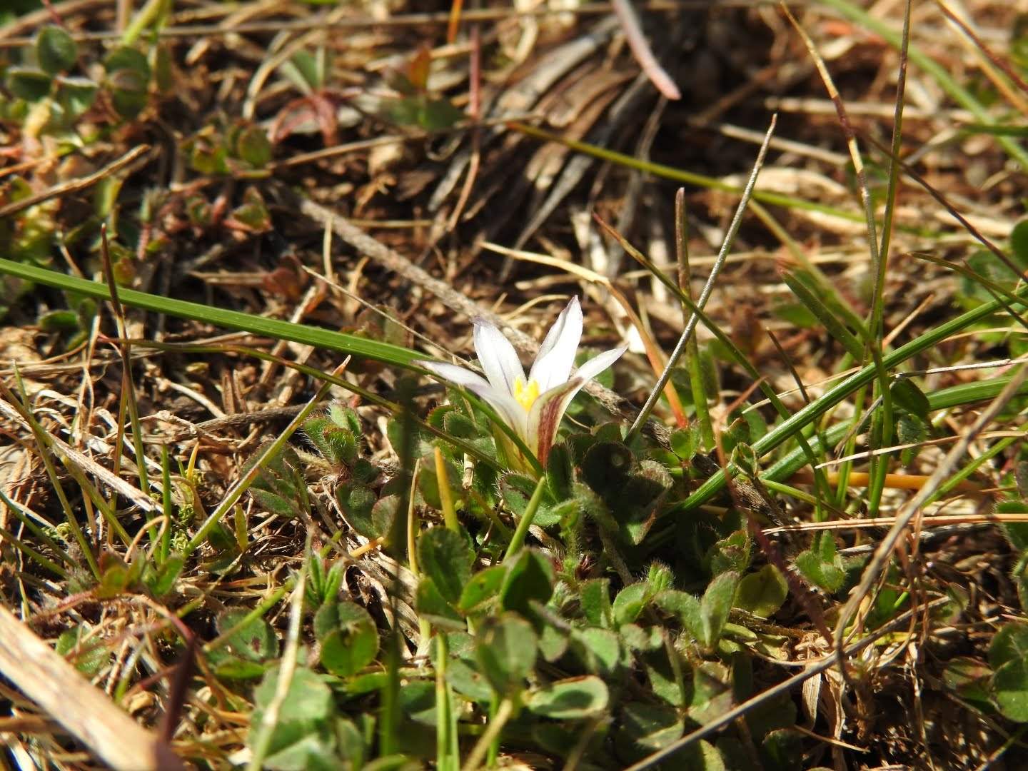 Romulea columnae
