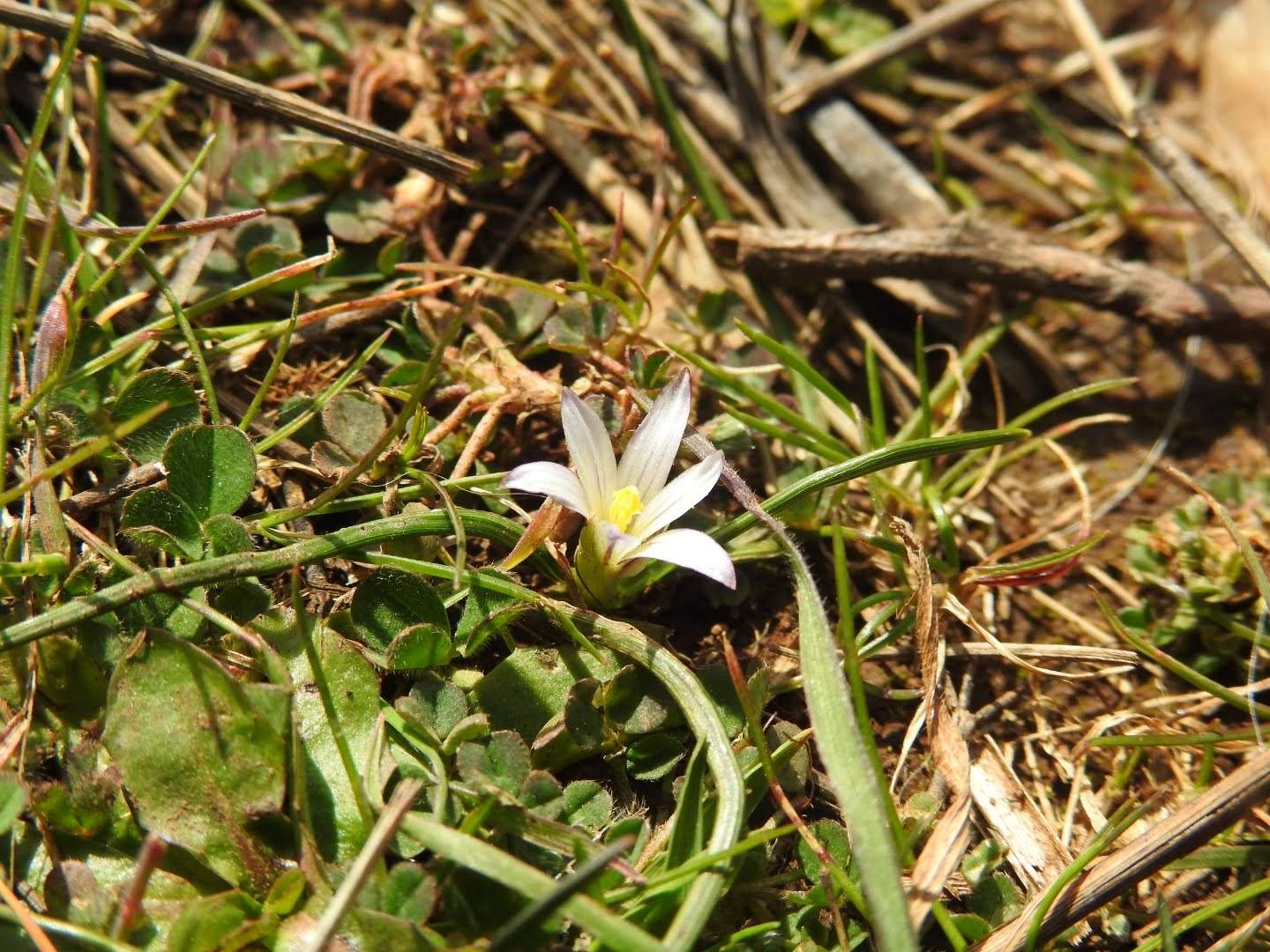 Romulea columnae