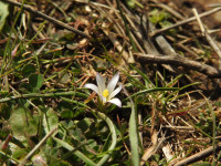 Romulea columnae