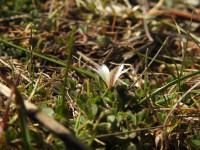 Romulea columnae