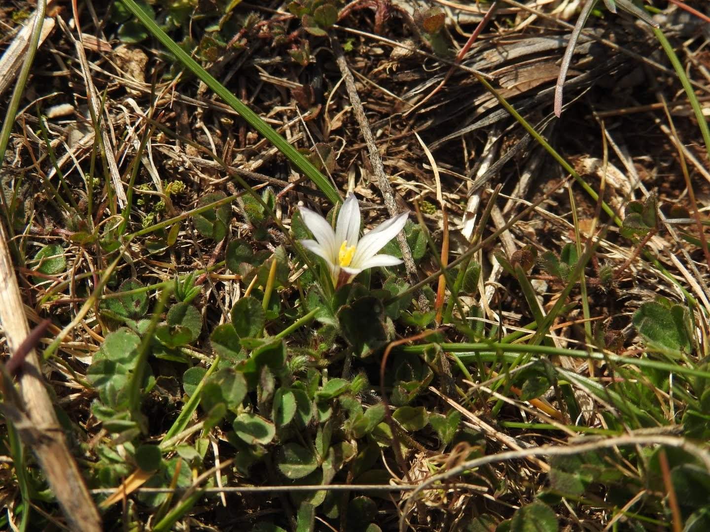 Romulea columnae
