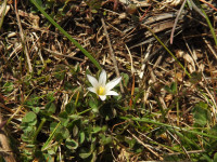 Romulea columnae