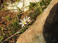 Romulea columnae