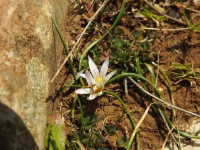 Romulea columnae