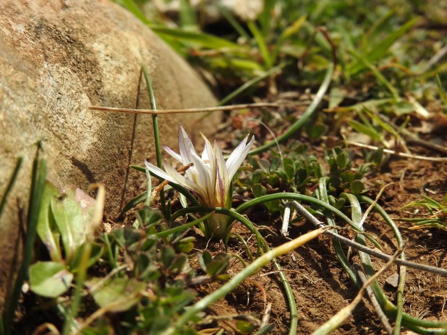 Romulea columnae