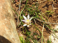 Romulea columnae