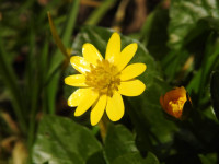 Ficaria verna