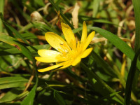 Ficaria verna