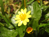 Ficaria verna
