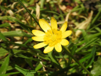 Ficaria verna