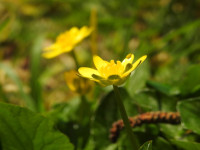 Ficaria verna