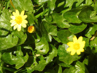 Ficaria verna