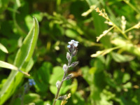 Myosotis arvensis