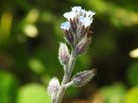 Myosotis arvensis