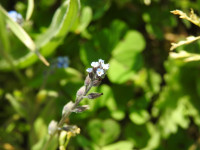 Myosotis arvensis