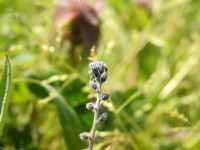 Myosotis arvensis