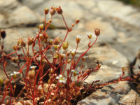 Saxifraga tridactylites