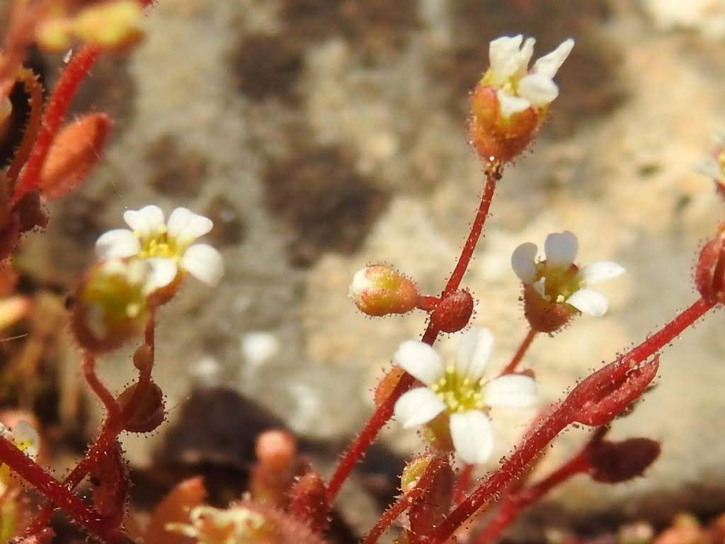 Saxifraga tridactylites
