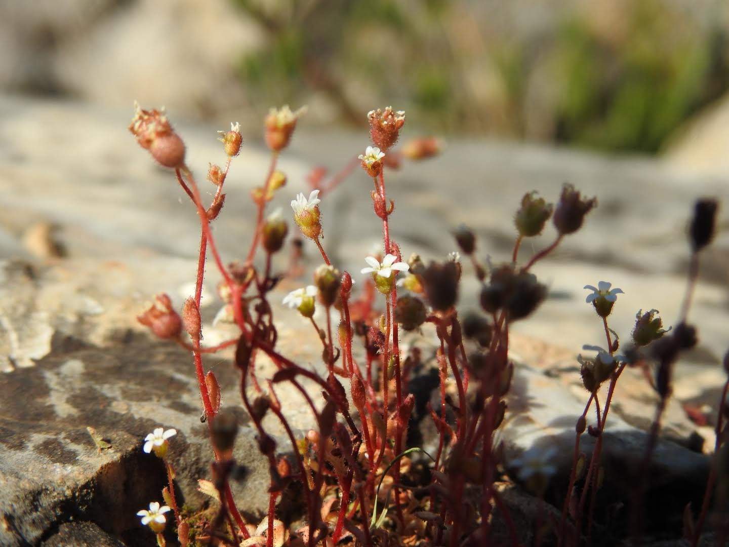 Saxifraga tridactylites