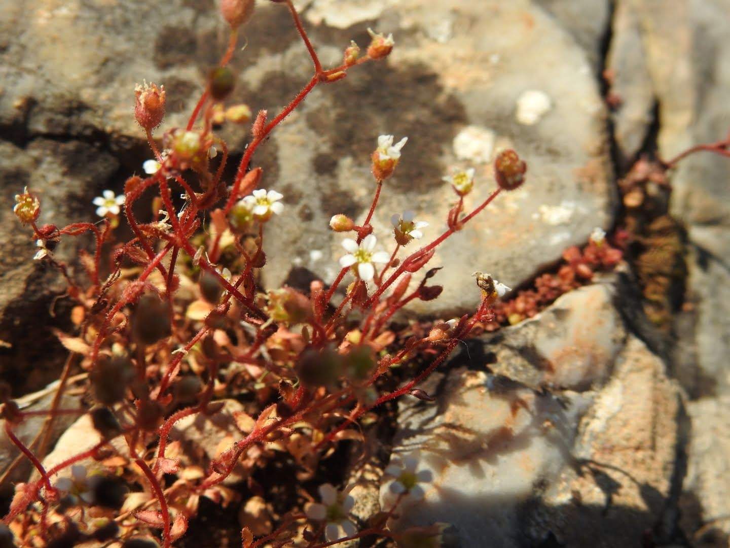 Saxifraga tridactylites