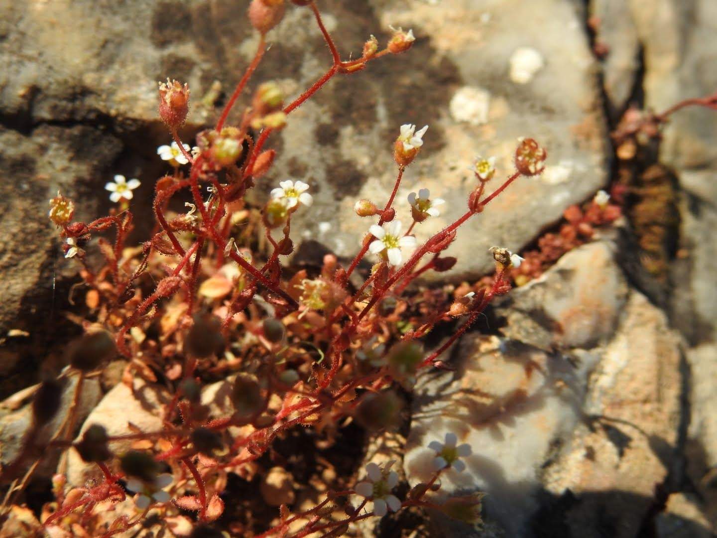Saxifraga tridactylites