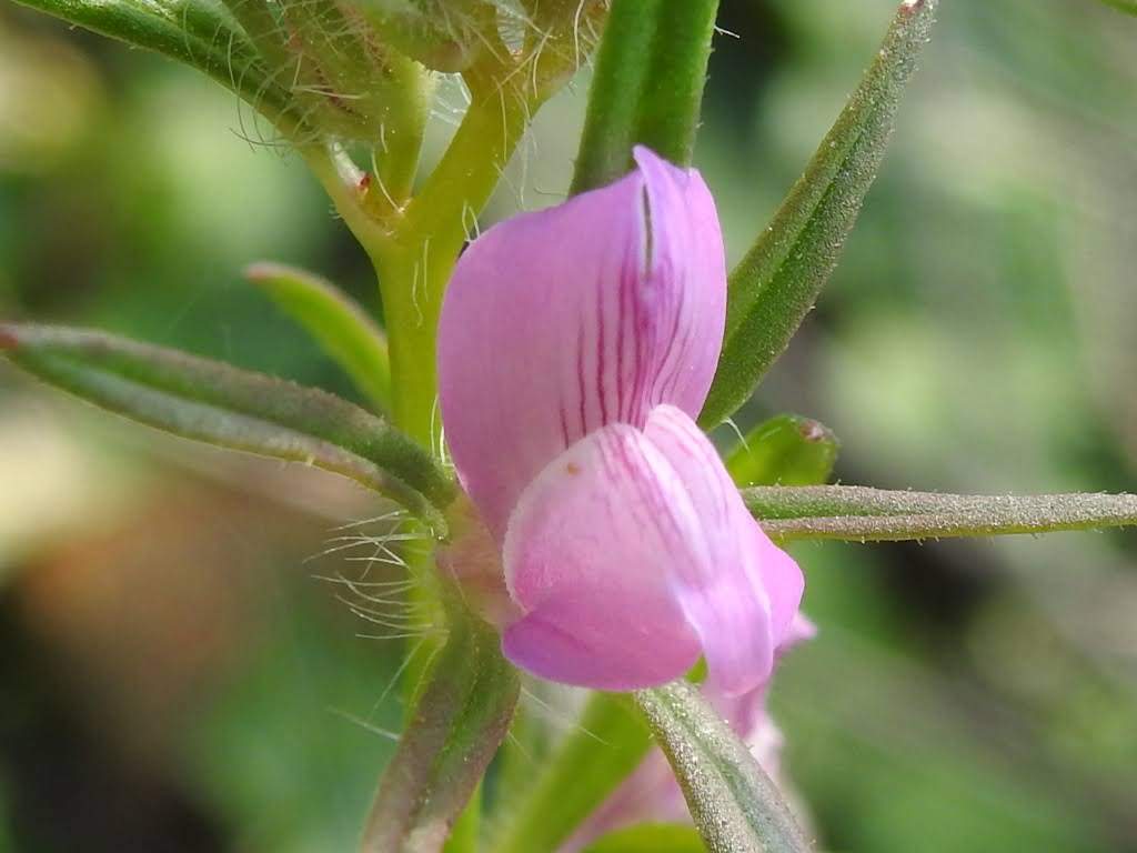 Misopates orontium