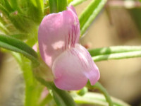 Misopates orontium