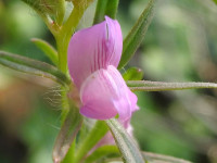 Misopates orontium
