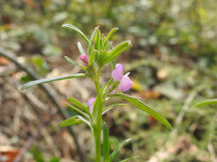 Misopates orontium