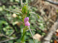 Misopates orontium