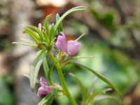 Misopates orontium