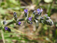 Salvia verbenaca