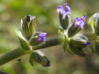 Salvia verbenaca