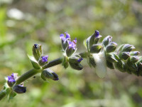 Salvia verbenaca