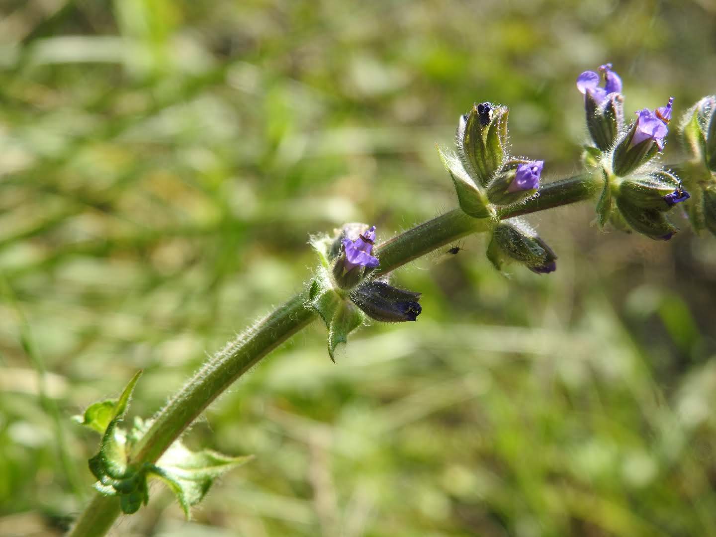 Salvia verbenaca